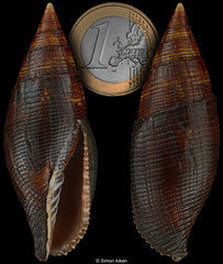 Strigatella ambigua (Madagascar, 64,9mm) F++ €19.00