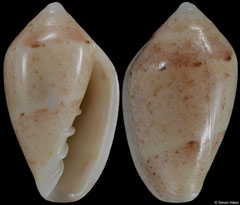 Marginella umzumbeensis (South Africa, 13,2mm) F++ €25.00 (specimens for sale are 13mm and are of the same quality as the specimen illustrated)