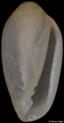 Hydroginella galatea (South Africa, 4,7mm) F+ €8.50