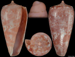 Conus solangeae (Madagascar, 27,8mm)