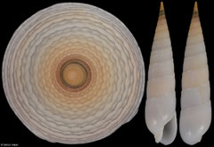 Myurella eburnea (Philippines, 28,0mm)