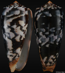 Conus striatus (Madagascar, 83,5mm)