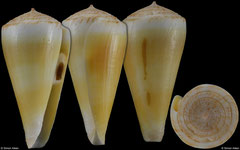 Conus alconnelli (South Africa, 40,6mm)