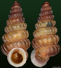 Plectostoma turriforme (Malaysia, 3,8mm) F+++ €10.00 (specimens for sale are 3.5-3.9mm and are of the same quality as the specimen illustrated)
