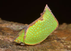 Planthopper (Flatidae sp.), Bokor Mountain, Cambodia