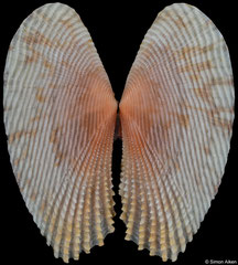 Gari pulcherrima (Philippines, 24,1mm)