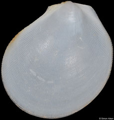 Ctenoides bernardi (Philippines, 22,2mm)