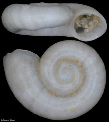 Hausdorfenia pseudohauffenia (Georgia, 1,5mm) (paratype)