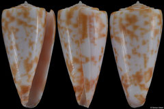 Conus rufimaculosus (Queensland, Australia, 38,8mm)