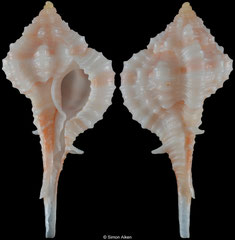 Vokesimurex rubidus (Florida, USA, 23,9mm)
