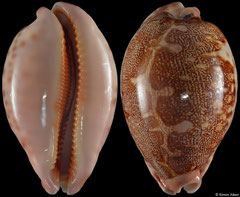 Cypraea mappa form 'geographica' (South Africa, 70,6mm)