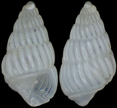 Numaegilina gloria (Philippines, 2,1mm)
