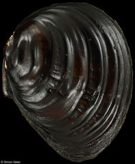 Schistodesmus lampreyanus (China, 61,5mm) F+ €15.00