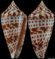 Conus chindeensis (South Africa, 50,1mm)