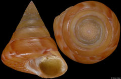 Calliostoma conulus (Italy, 21,0mm)