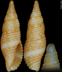 Pseudonebularia oliverai (Philippines, 10,4mm)