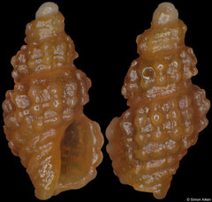 Mangelia verrucosa (South Africa, 3,1mm)