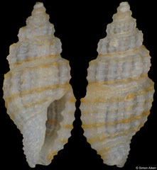 Pseudodaphnella sp. (Philippines, 4,7mm)
