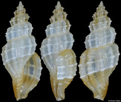 Tritonoturris sottoae (Philippines, 11,4mm)