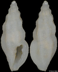Heterocithara zebuensis (Philippines, 4,7mm) F++ €5.00 (specimens for sale are c.4mm and are of the same quality as the specimen illustrated)