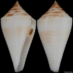 Conus brunneobandatus (Brazil, 34,6mm)
