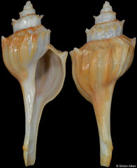 Nodulotrophon coronatus (Alaska, USA, 37,7mm)