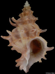 Babelomurex princeps (China, 27,4mm)