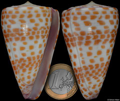 Conus tessulatus form 'uniformis' (Madagascar, 64,6mm) F++ €18.00