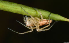 Lynx spider (Oxyopes sp.), Broome, Western Australia