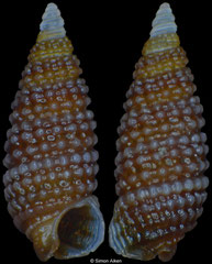 Cerithiopsis cf. anaitis (Pacific Mexico, 3,0mm) F+++ €6.50