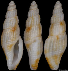 Paraclathurella gracilenta (Philippines, 7,7mm)
