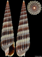 Duplicaria ivanmarrowi (Western Australia, 17,7mm)