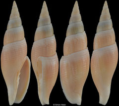 Calcimitra christinae (Philippines, 65,5mm)