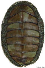 Chiton glaucus (New Zealand, 34,1mm)