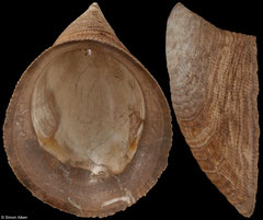Hipponix cornucopiae (Eocene fossil, France, 35,9mm)