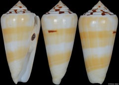 Conus gubernator cf. form 'leehmani' (Laccadives, 61,0mm)