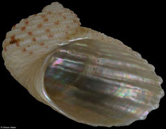 Pseudostomatella sp. (Madagascar, 17,0mm)