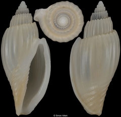 Nataliavoluta sagena (South Africa, 33,1mm)