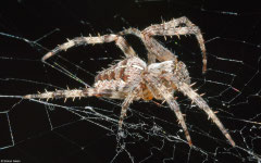 European garden spider (Araneus diadematus), York, UK