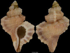 Turritriton kobelti (Senegal, 14,1mm) F+++ €14.00 (specimens for sale are 13-14mm and are of the same quality as the specimen illustrated)