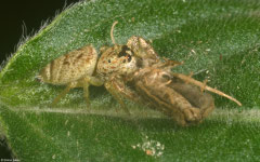 Jumping spider (Salticidae sp.), La Talanquera, Samaná peninsula, Dominican Republic