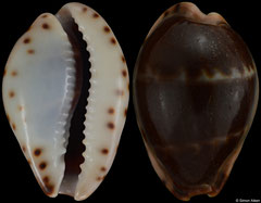 Cypraea androyensis (Madagascar, 18,5mm) F+/F++ €8.50 (specimens for sale are 15-18mm and are of the same quality as the specimen illustrated)