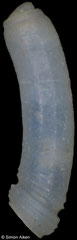 Caecum semilaeve (Pacific Mexico, 2,7mm)
