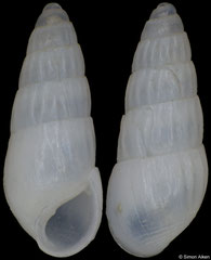 Tropeas sp. 1 (South Africa, 4,4mm) F++ €1.40 (specimens for sale are 3-4mm and are of the same quality as the specimen illustrated)