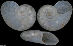 Vitrinella campylochila (Pacific Mexico, 3,0mm)