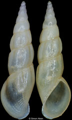 Rissoa auriscalpium (Spain, 7,4mm)