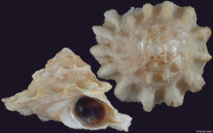Astralium pileolum (Western Australia, 39,4mm)