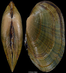 Venustaconcha ellipsiformis (Illinois, USA, 50,8mm)