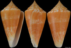Conus xanthocinctus (Brazil, 43,6mm)