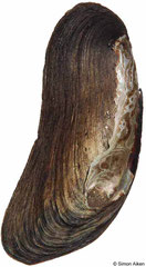 Anodontites tenebricosa colombiensis (Brazil, 68mm)